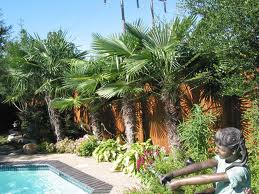 custom pools and spas by greencare.net